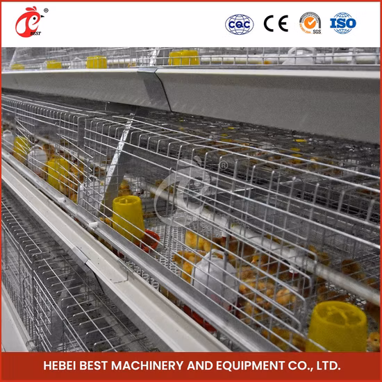 Bestchickencage China 50 Chickens House Supplier uma estrutura de gaiolas automáticas para frangos de corte, amostra de material de aço disponível para galinhas