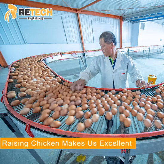 Projeto automático de camada de ovo avicultura bateria galinheiro para 10.000 galinhas poedeiras